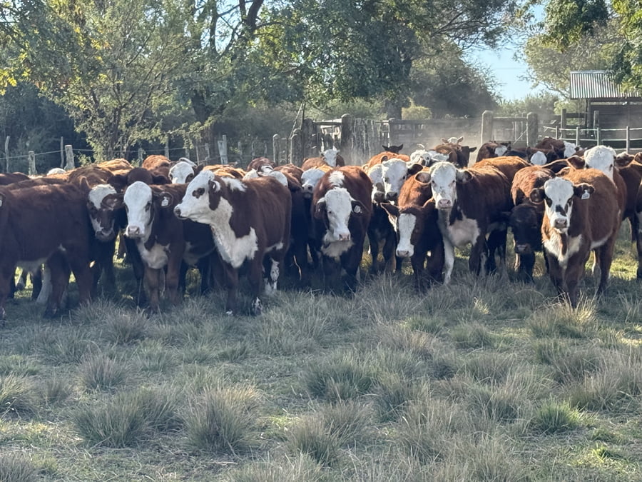 Lote 70 Terneros/as en Corrientes, Mercedes