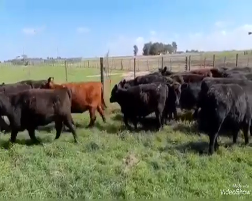 Lote 100 Terneras en Dolores, Buenos Aires