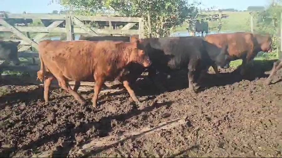 Lote 130 Novillitos en Punta Indio, Buenos Aires