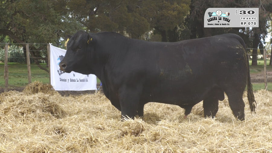 Lote TOROS PUROS CONTROLADOS