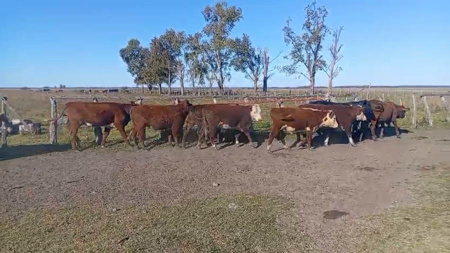 Lote 90 Novillitos en Entre Ríos, Federación