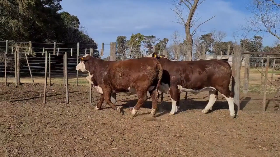 Lote CABAÑA LA ESPERANZA