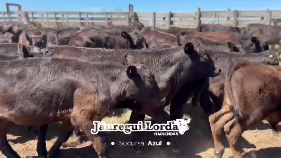 Lote 110 Terneros/as