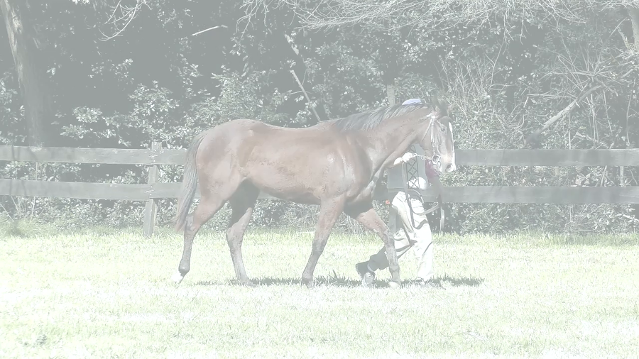 Lote MENCIONADA SI (SILENTIO -  LA MENCION)