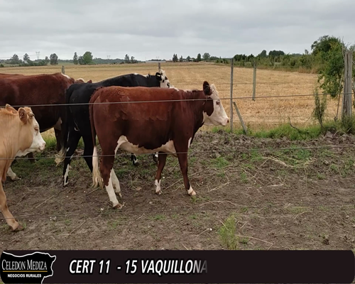 Lote (Vendido)14 Vaquillonas 1 a 2 años 3 RA X HE,  4 RA X LI,  3 HE,  3 AA X HE,  1 NO XRA,  1 HE X CH a remate en 12° Remate por Pantalla 396kg -  en - PASO DEL BOTE