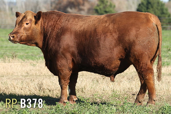 Lote 3 TOROS PUROS DE PEDIGREE