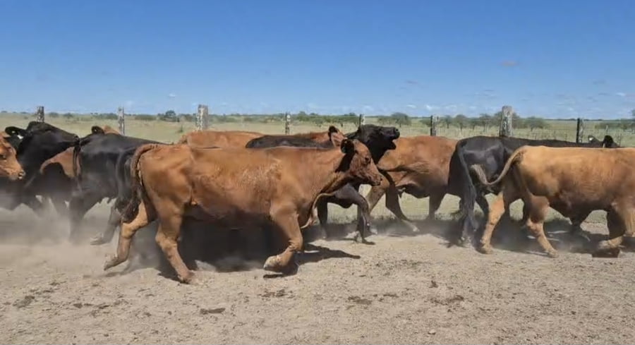 Lote 47 Vacas de invernar