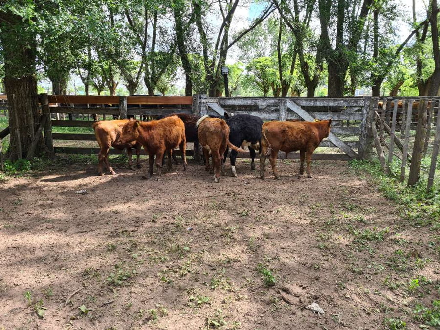 Lote 6 Terneros en Gral. Lamadrid, Buenos Aires