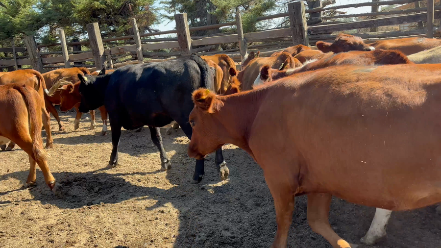 Imagen 2 del Lote Lote 37 Vaquilla Engorda en Parral, VII  Región Maule