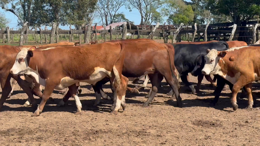 Lote 326 Novillitos en Corrientes, Mercedes