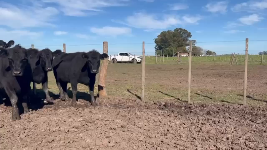 Lote 85 Vaquillonas C/ gtia de preñez