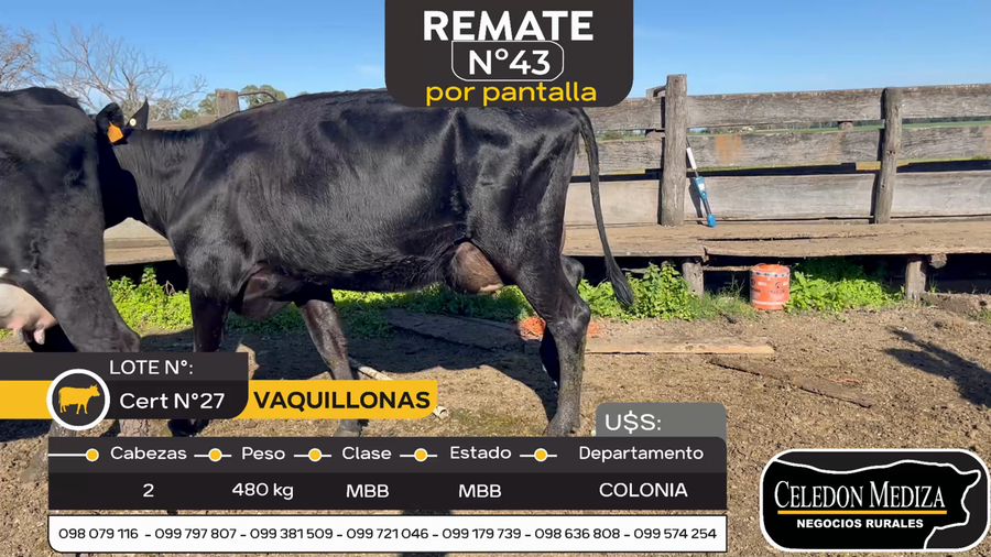 Lote 2 Vacas en produccion en Otra Localidad, Colonia