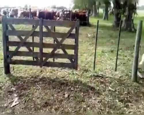 Lote Terneros/as en Gral. Las Heras, Buenos Aires