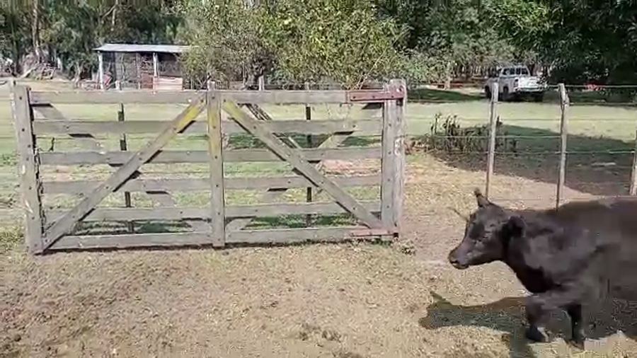 Lote 115 Terneros/as en Gral. Alvear, Buenos Aires