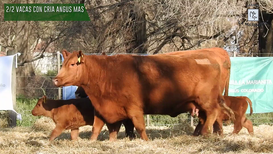 Lote "Cabaña ""La Marianita"" Vacas primera paricion primavera mas"