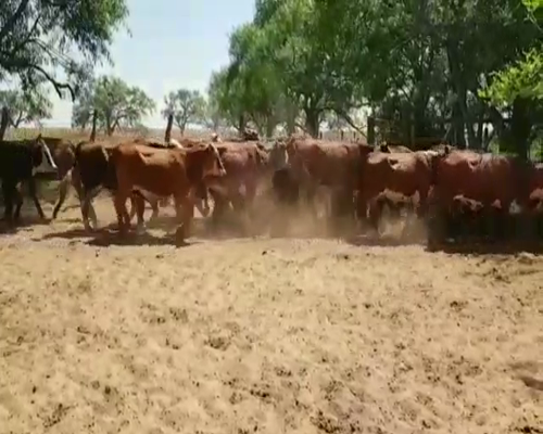 Lote 40 Novillos en Concepción, Corrientes