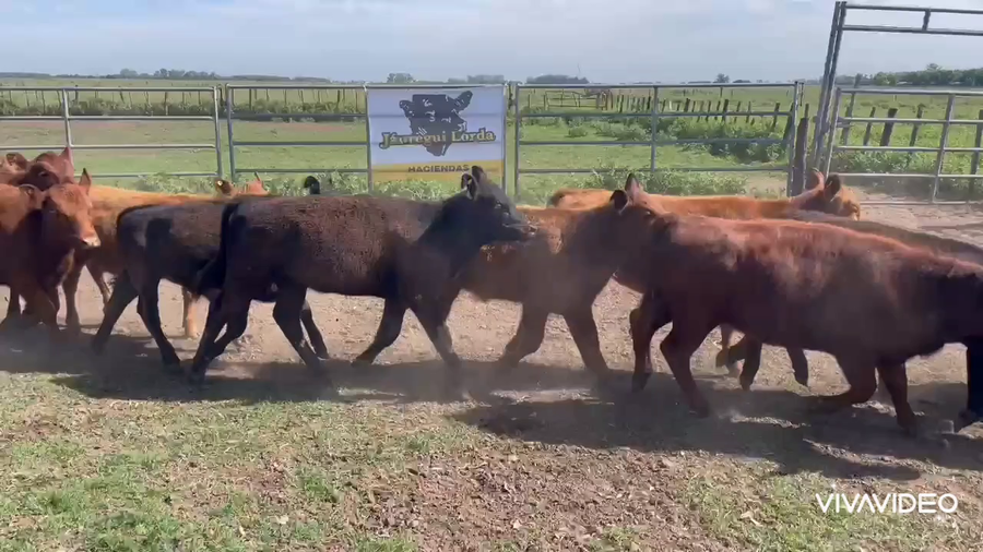 Lote 27 Terneras en La Plata, Buenos Aires