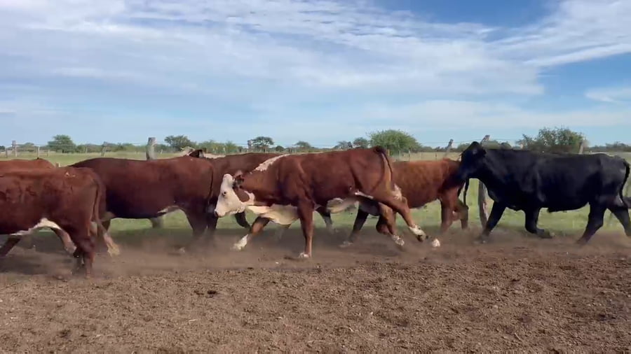 Lote 33 Novillos en Corrientes, Curuzu Cuatia