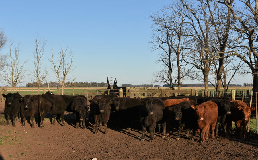 Lote VAQ PARTO OTOÑO