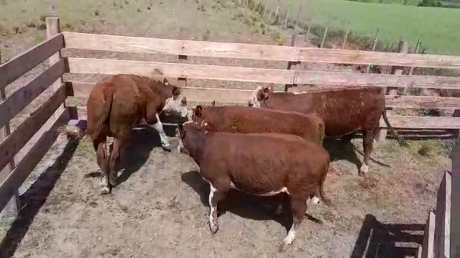 Lote (Vendido)4 Toros a remate en PANTALLA FEDERICO GARLAND 285kg -  en MARTIN CHICO