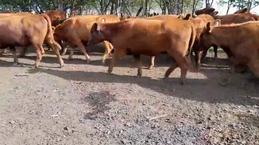 Lote 25 Vaquillonas C/ gtia de preñez