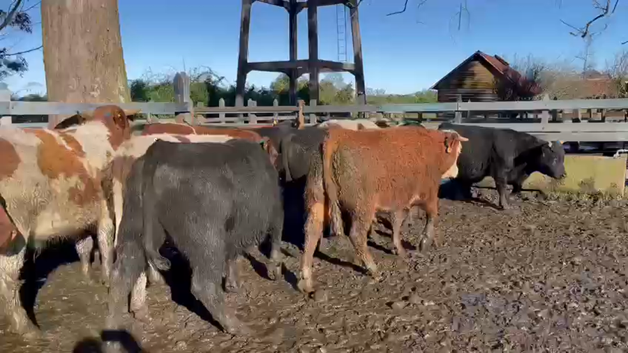 Lote 42 Novillo Gordo en Osorno, X Región Los Lagos