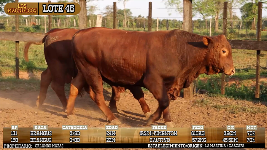 Lote LOTE 46 - VIVO