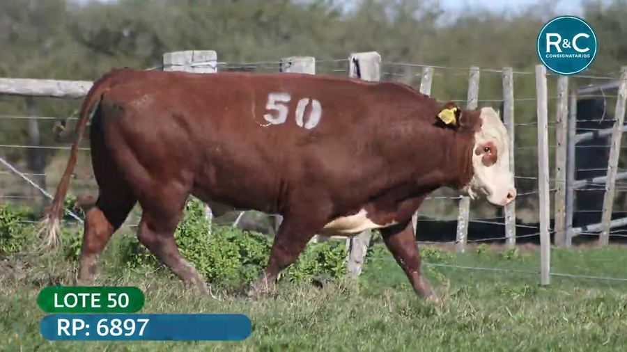 Lote Toros señal 22