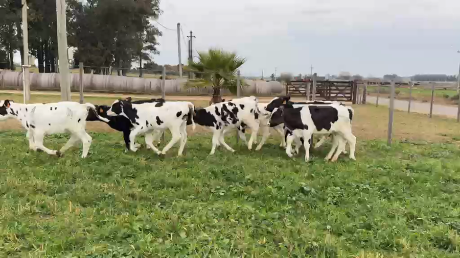 Lote TERNEROS