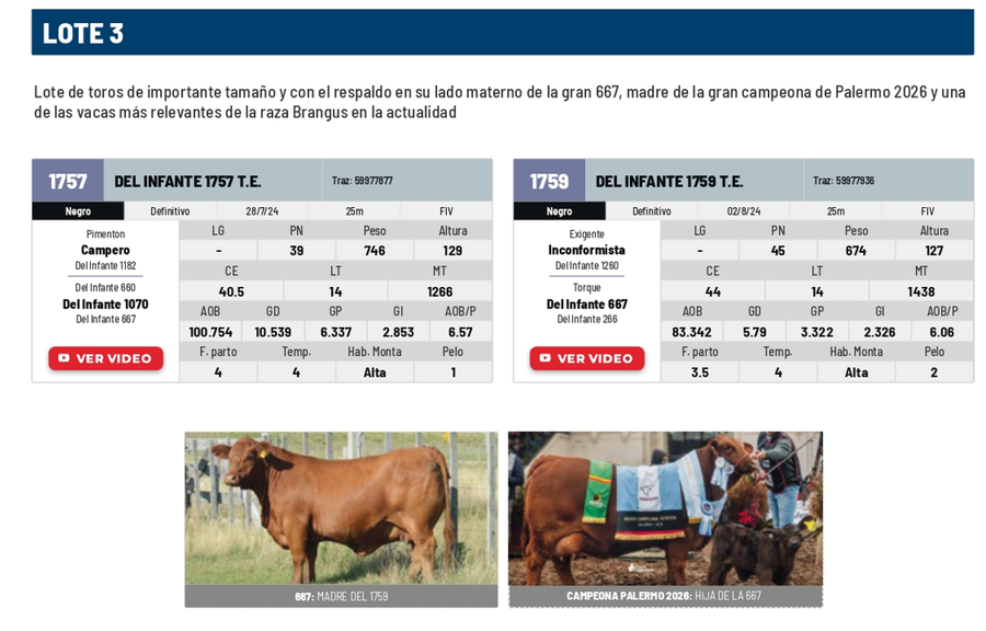 Lote Lote 3