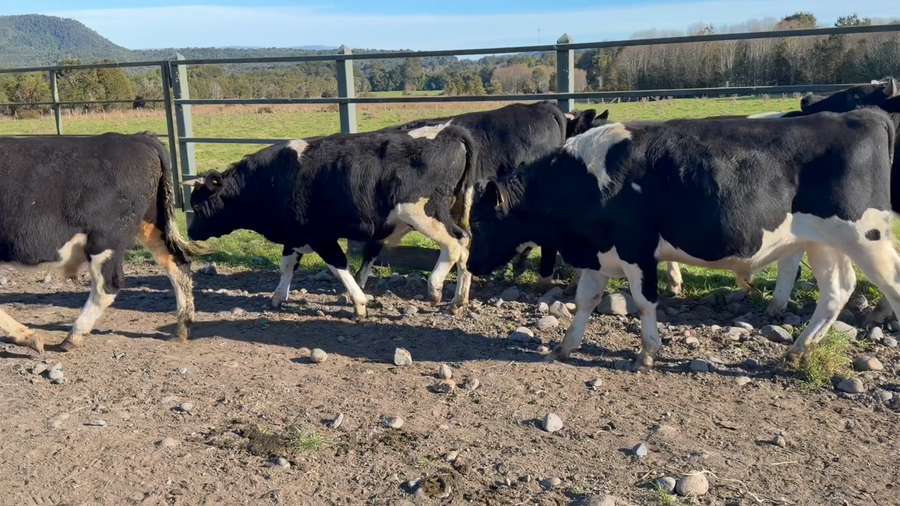 Lote 19 Ternero en Puerto Varas, X Región Los Lagos
