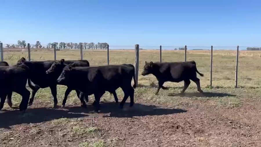 Lote 26 Terneros en Urdampilleta, Buenos Aires