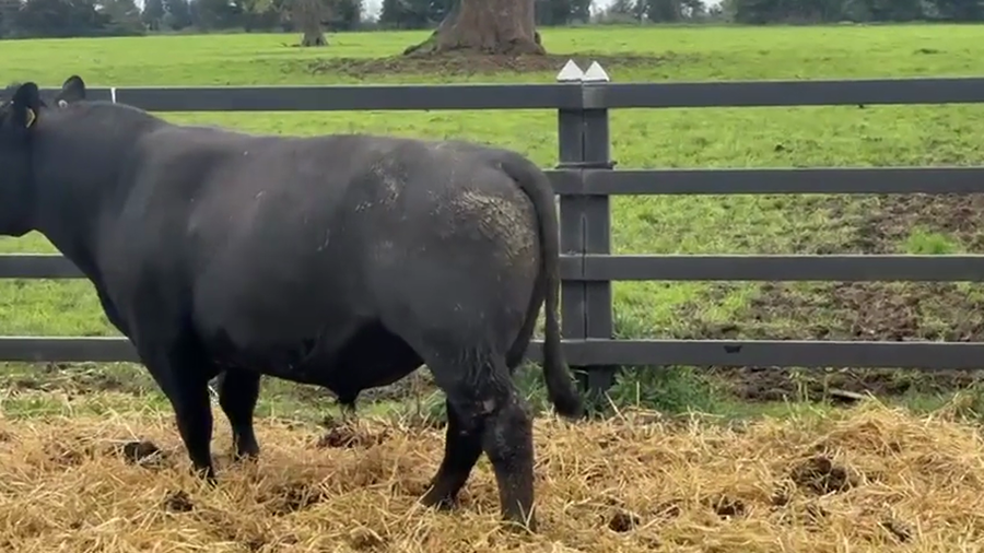 Lote 1 Toro