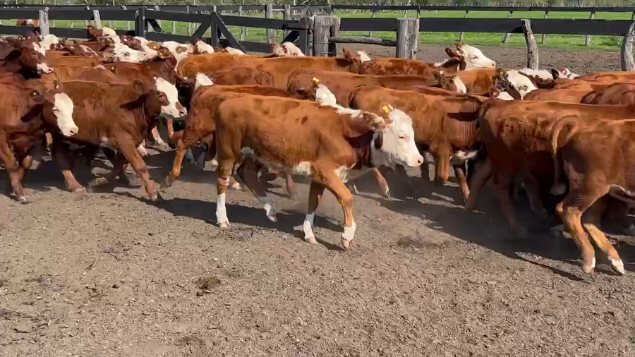 Lote 90 Terneros/as en Durazno, Entre Ríos