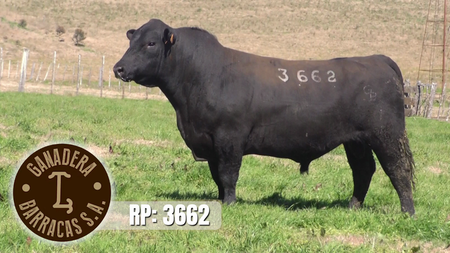 Lote (Vendido)Toros a remate en Ganadera Barracas S.A en Caraguata