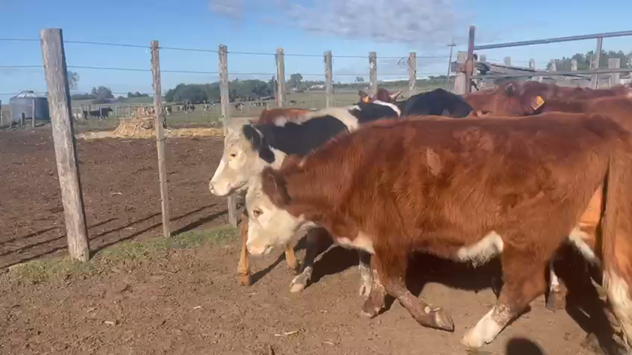 Lote 20 novillos hereford y angus
