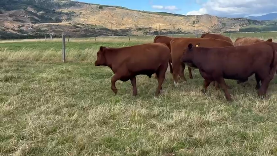 Lote 40 Novillo Engorda en Coyhaique, XI Región Aysén