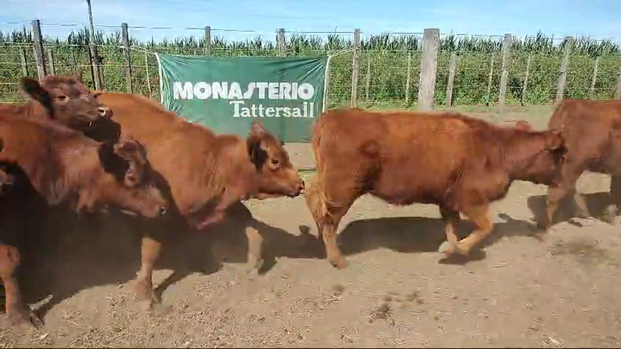 Lote 28 Terneras