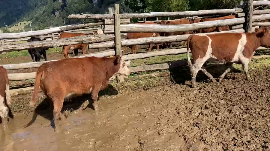 Lote 21 Vaquilla Engorda en Aysén, XI Región Aysén