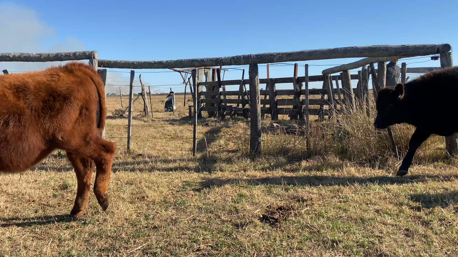 Lote 8 Terneros en Ataliva, Santa Fe