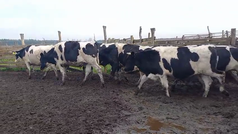 Lote 40 Novillo Gordo en Cabrero, VIII Región Biobío