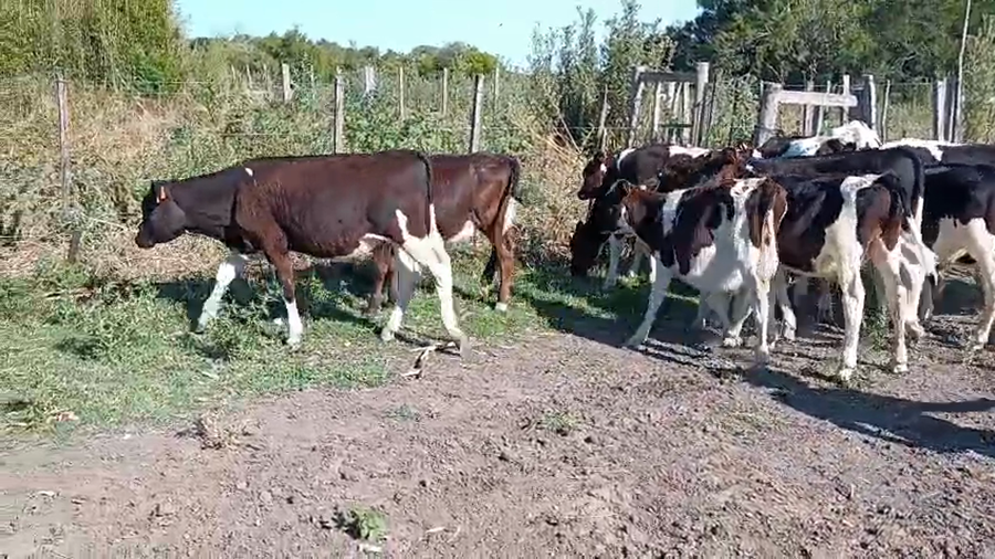 Lote 15 Terneros a remate en Ultima pantalla del año - Escritorio Camy, San José