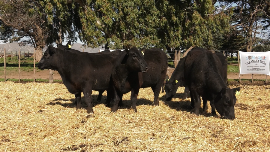 Lote VAQUILLONAS PC PARICION PRIMAVERA