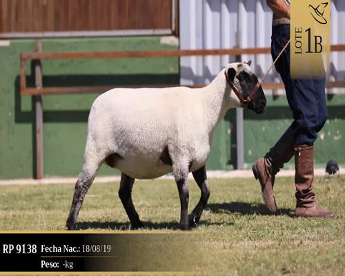 Lote Borregas a remate en Cabaña Las Brujas, San José