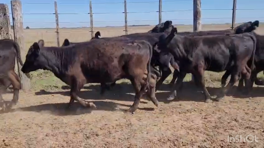 Lote 34 Terneras
