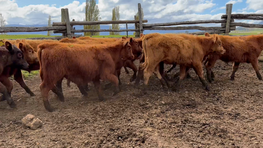 Lote 38 Ternero en Coyhaique, XI Región Aysén