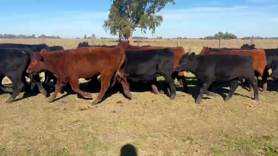 Lote 25 Terneros/as