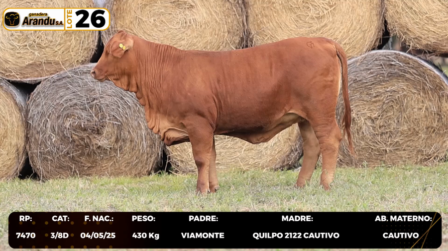 Lote LOTE 26