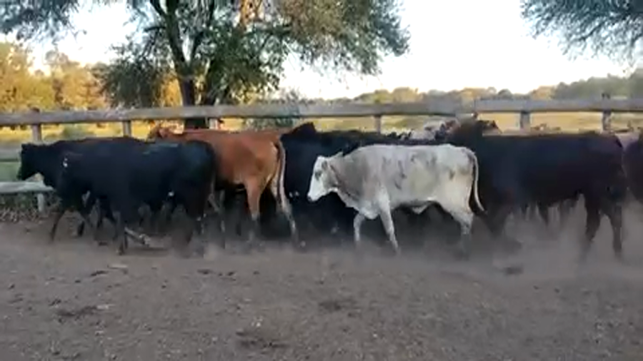 Lote 35 Vacas de invernar en Formosa, Formosa