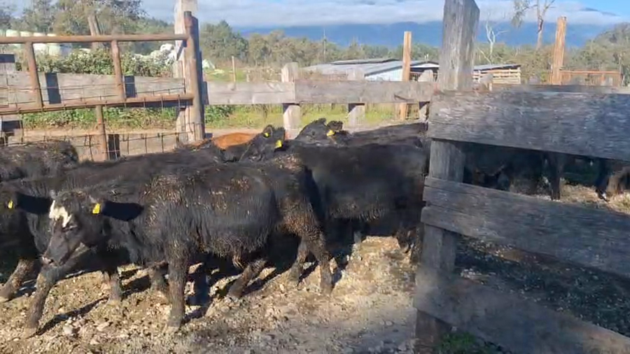 Lote 78 Ternera en Panguipulli, XIV Región Los Ríos